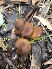 Cortinarius eartoxicus