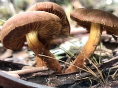 Cortinarius eartoxicus