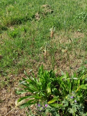 Plantago lanceolata