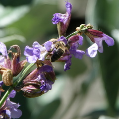 Apis mellifera