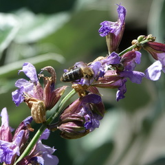 Apis mellifera