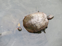 Trachemys scripta elegans