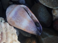 Conus flavidus