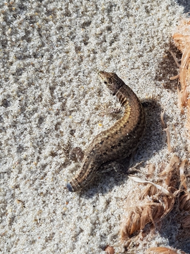 photo of Carbonell’s Wall Lizard (Podarcis carbonelli)