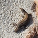 photo of Carbonell’s Wall Lizard (Podarcis carbonelli)