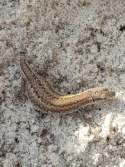 Podarcis carbonelli carbonelli