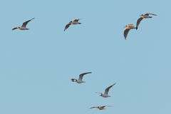 Leucophaeus pipixcan