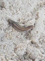 Podarcis carbonelli carbonelli