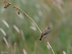 Cisticola robustus