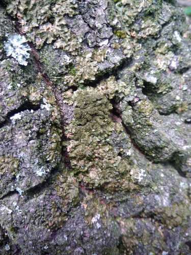 diskovka zlatistá (Melanelixia subaurifera)