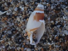 Ancillista velesiana