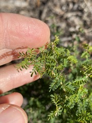 Gompholobium foliolosum