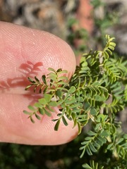 Gompholobium foliolosum