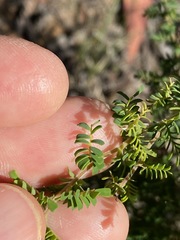 Gompholobium foliolosum