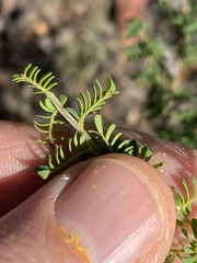 Gompholobium foliolosum