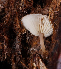 Lentinellus tasmanicus