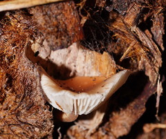 Lentinellus tasmanicus