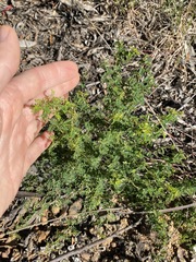 Gompholobium foliolosum