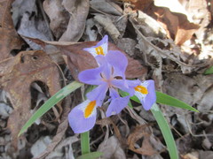 Iris verna