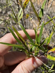 Notelaea linearis