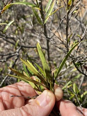 Notelaea linearis