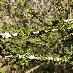 Phyllanthus microcladus