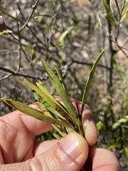 Notelaea linearis