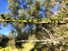 Phyllanthus microcladus