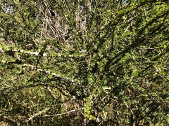 Phyllanthus microcladus