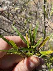 Notelaea linearis
