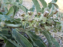 Asclepias emoryi