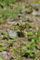 Luzula multiflora multiflora