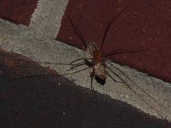 Melanomma auricinctaria