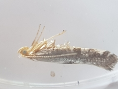 Argyresthia spinosella