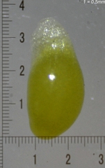 Luzula multiflora multiflora