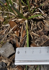 Luzula multiflora multiflora