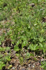 Luzula multiflora multiflora