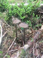 Entoloma hirtipes