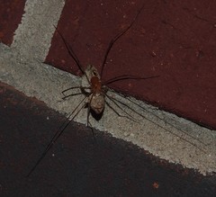 Melanomma auricinctaria