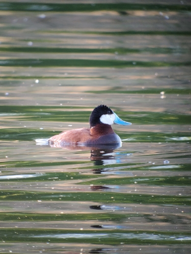 Malvasía canela (Oxyura jamaicensis)