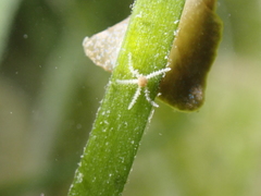 Amphipholis squamata