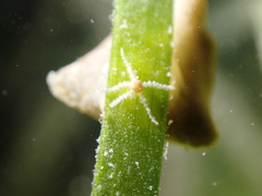 Amphipholis squamata