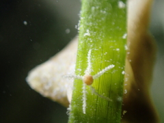 Amphipholis squamata