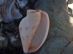 Amoria hunteri