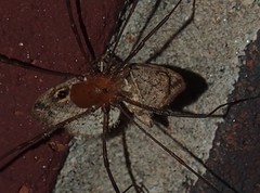 Melanomma auricinctaria