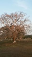 Enterolobium cyclocarpum