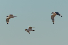 Leucophaeus pipixcan