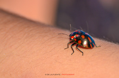 Pachycoris klugii
