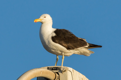 Larus dominicanus