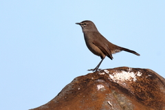 Cercotrichas coryphoeus cinerea